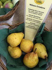 Williams Christbirne-1.jpg